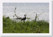 08AkageraAllDayGameDrive - 035 * Spur-winged Goose.